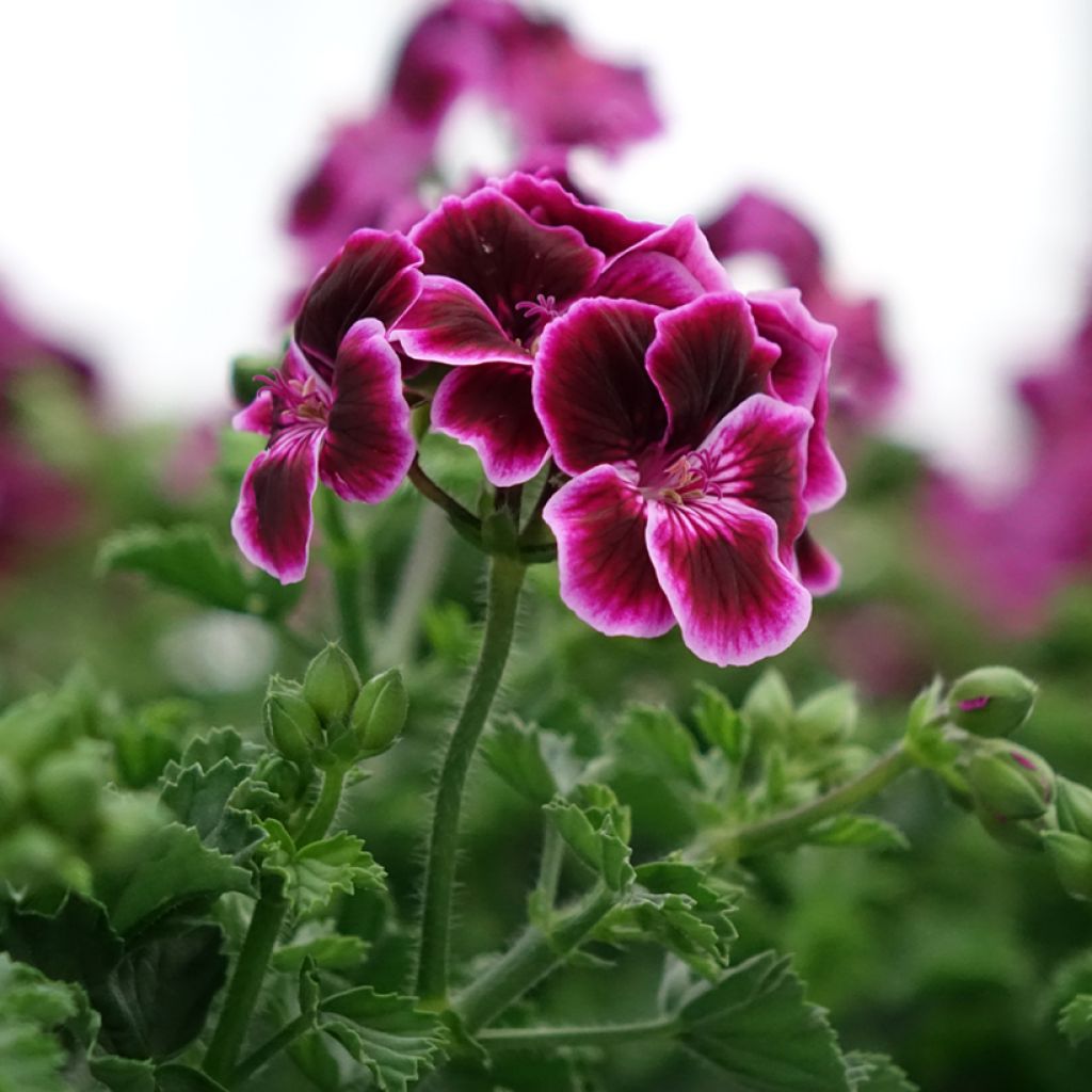 Sardinheira Mosquitaway Megan