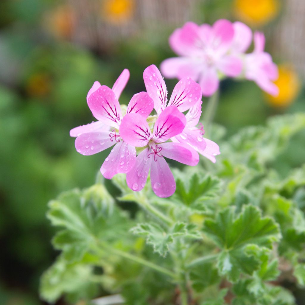 Pelargonium odorant Pink Capricorn - Géranium parfum rose coriandre