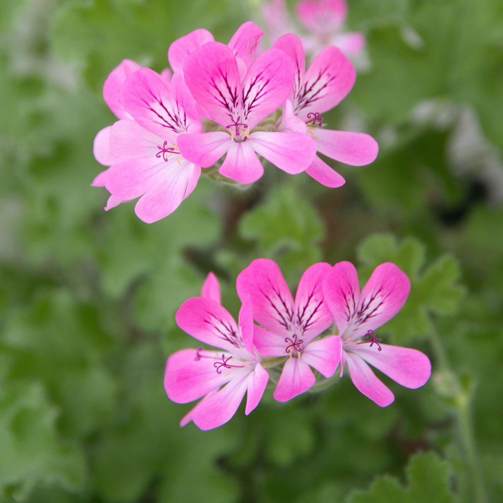 Pelargonium odorant Pink Capricorn - Géranium parfum rose coriandre