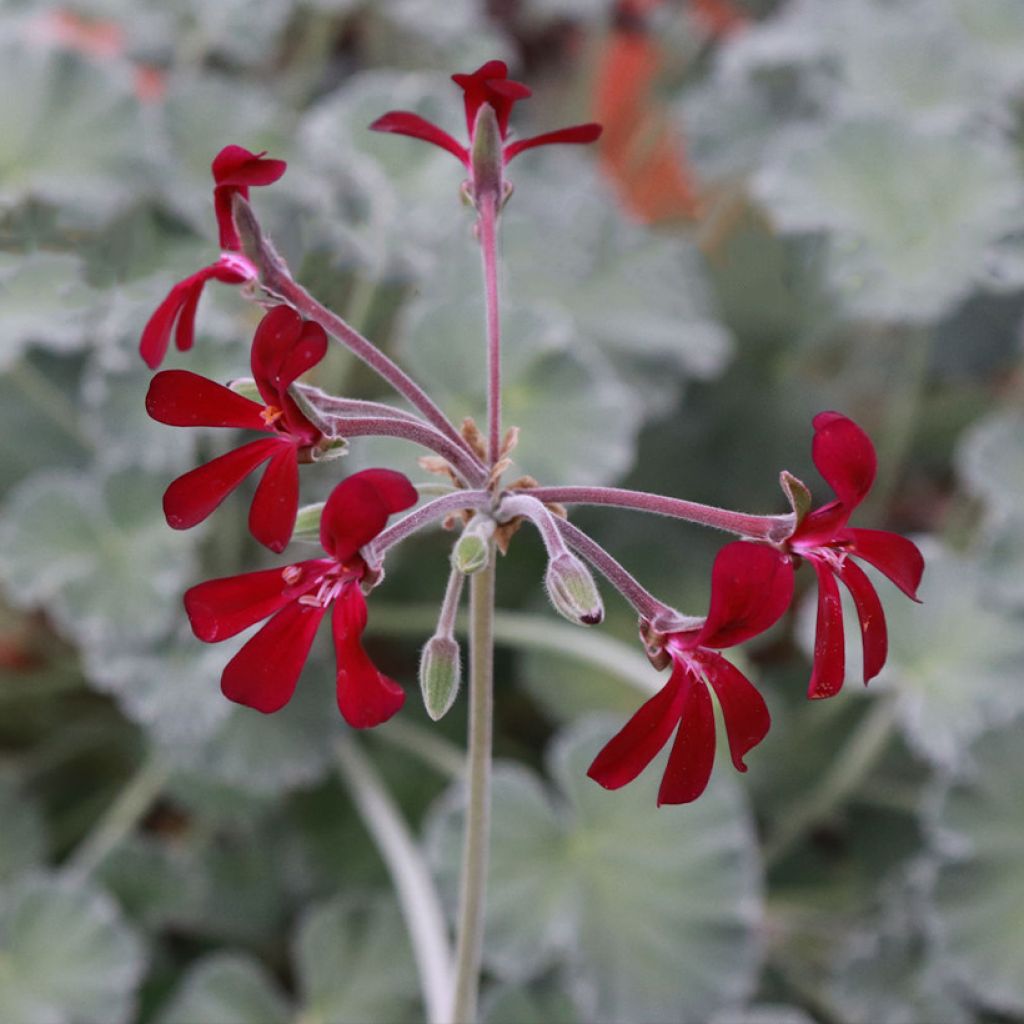 Pelargonium reniforme x sidoides