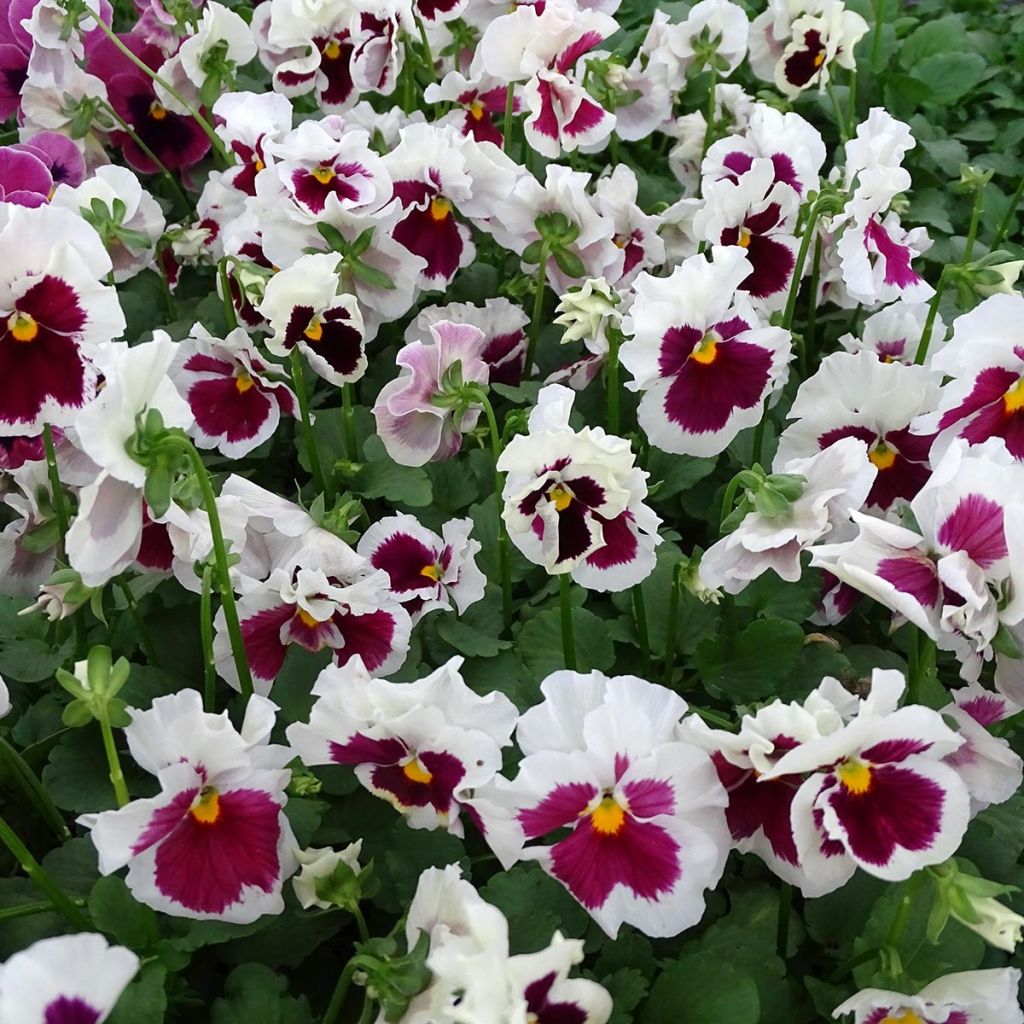 Amor-perfeito F1 Carrera White Rose Blotch - Viola x wittrockiana