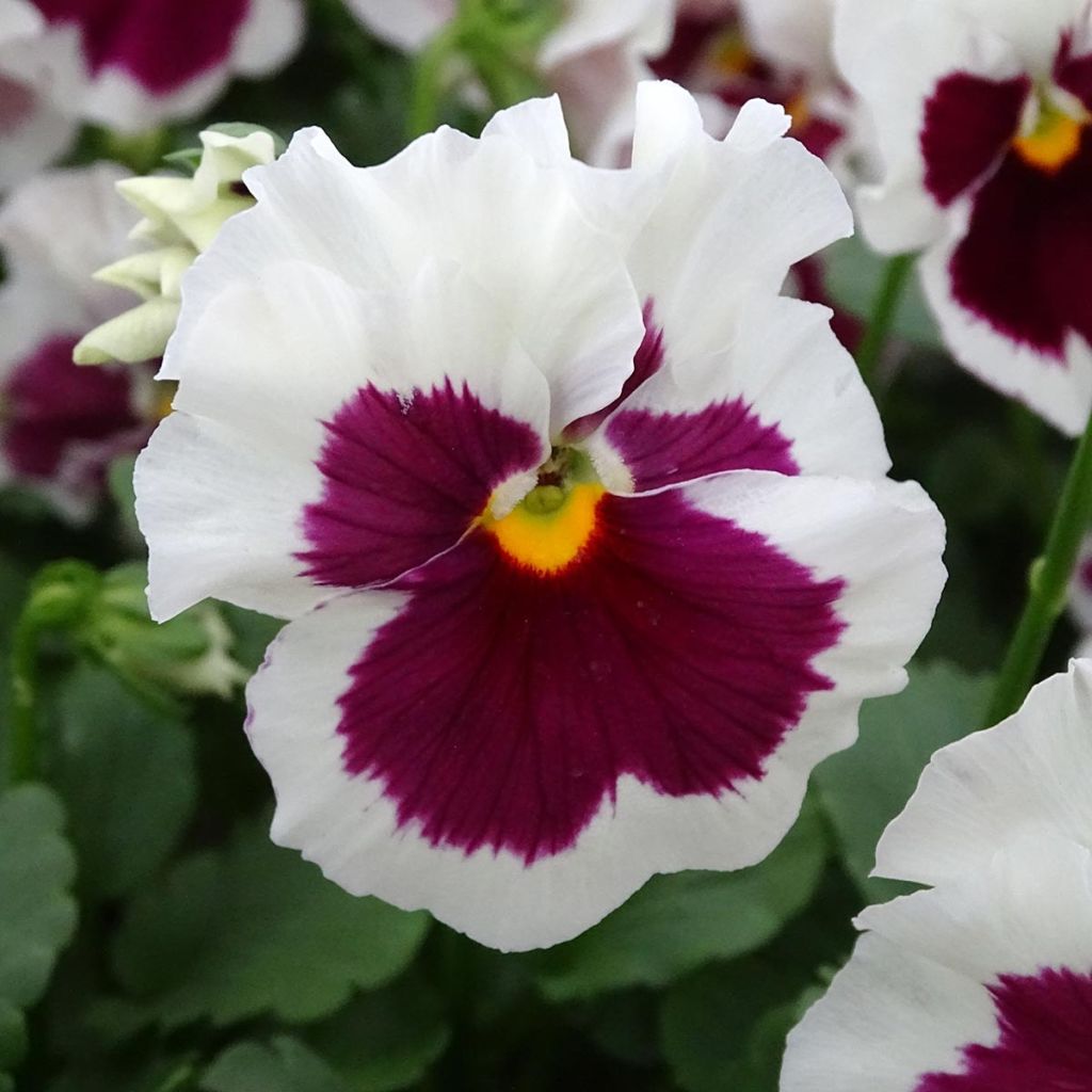 Amor-perfeito F1 Carrera White Rose Blotch - Viola x wittrockiana