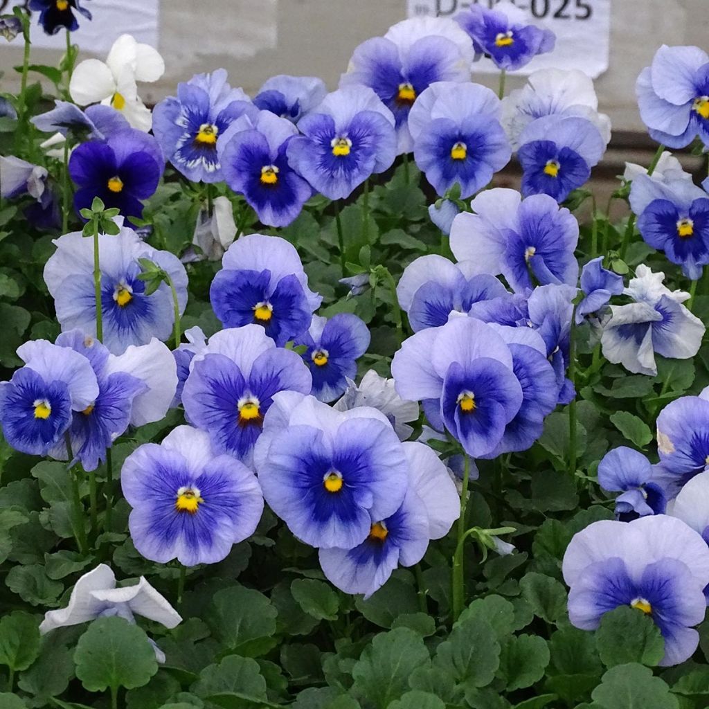 Amor-perfeito Inspire Metallic Blue Blotch - Viola x witrockiana