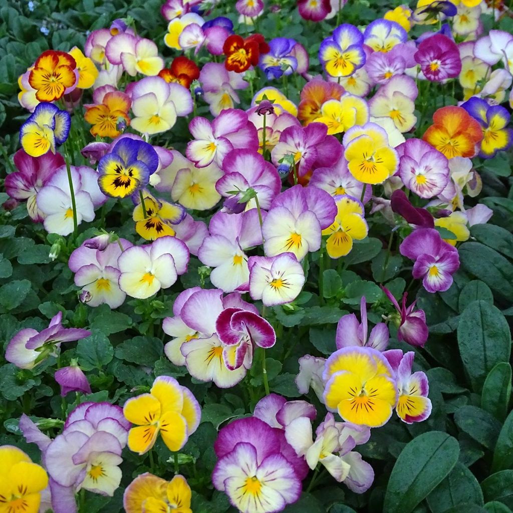 Amor-perfeito Ultima Radiance F1 Mix - Viola x wittrockiana