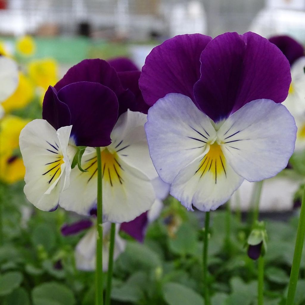 Amor-perfeito VIOLET WING - Viola x wittrockiana