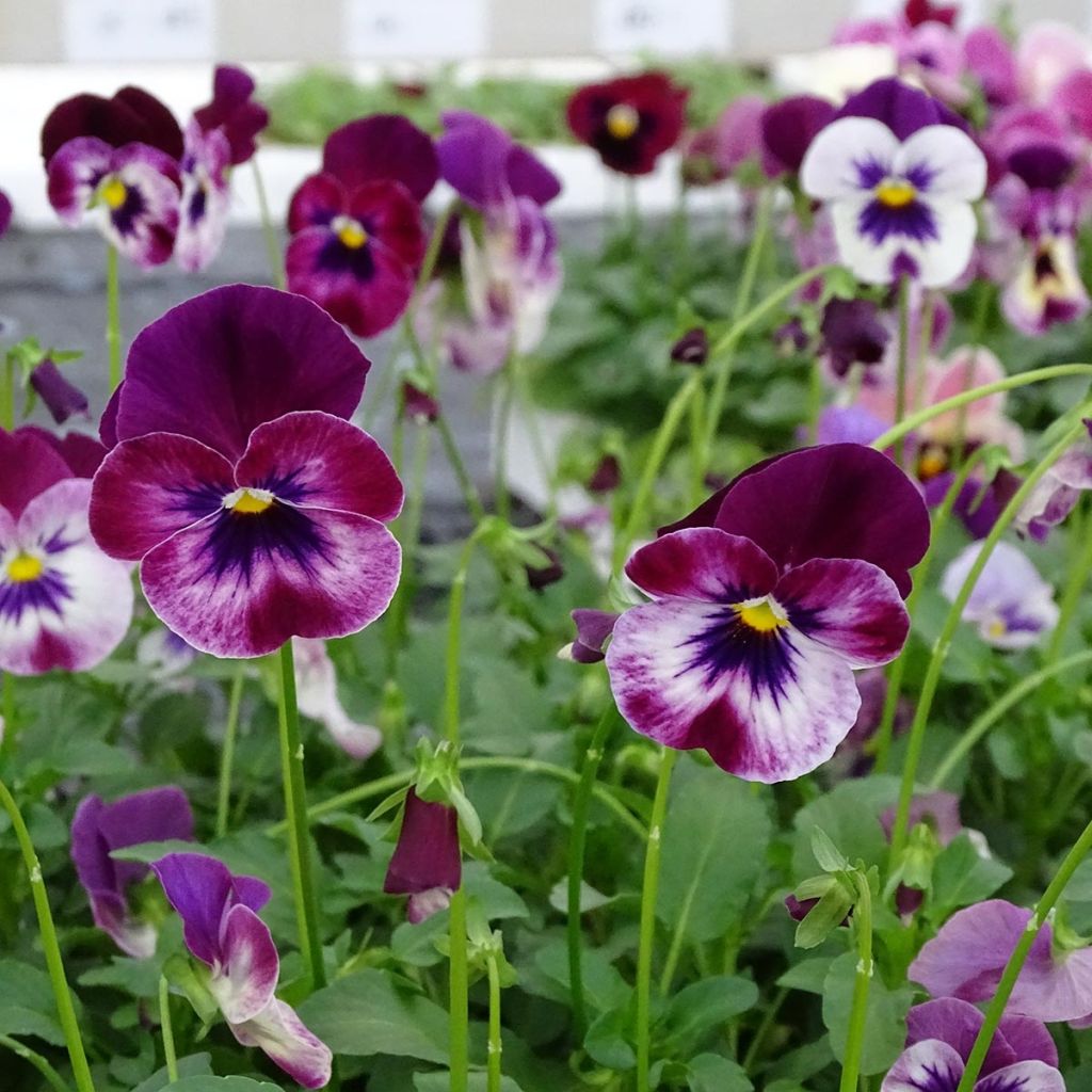 Amor-perfeito Cool Wave Raspberry - Viola hybrida