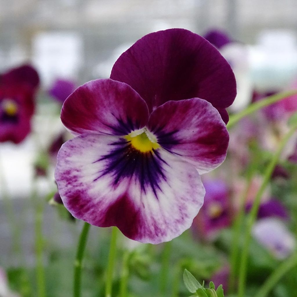 Amor-perfeito Cool Wave Raspberry - Viola hybrida