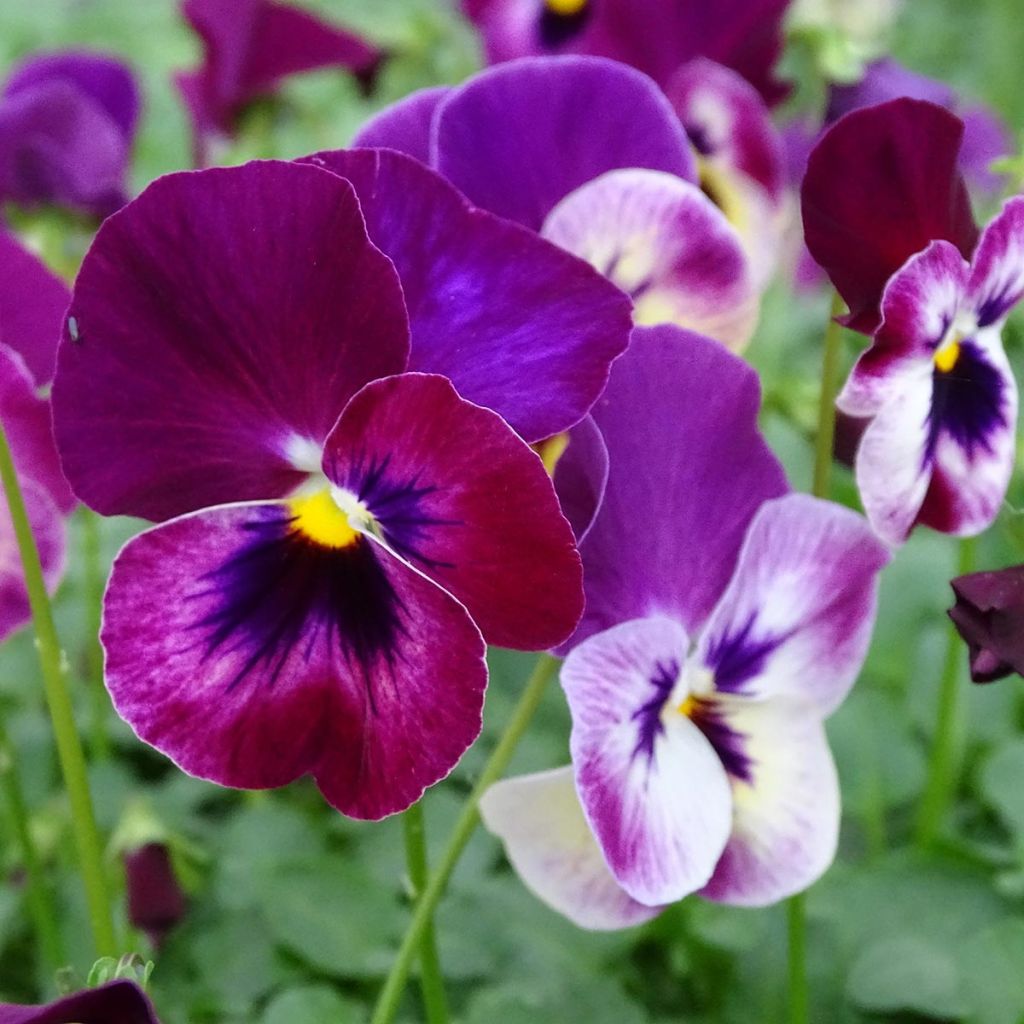 Amor-perfeito Cool Wave Raspberry - Viola hybrida
