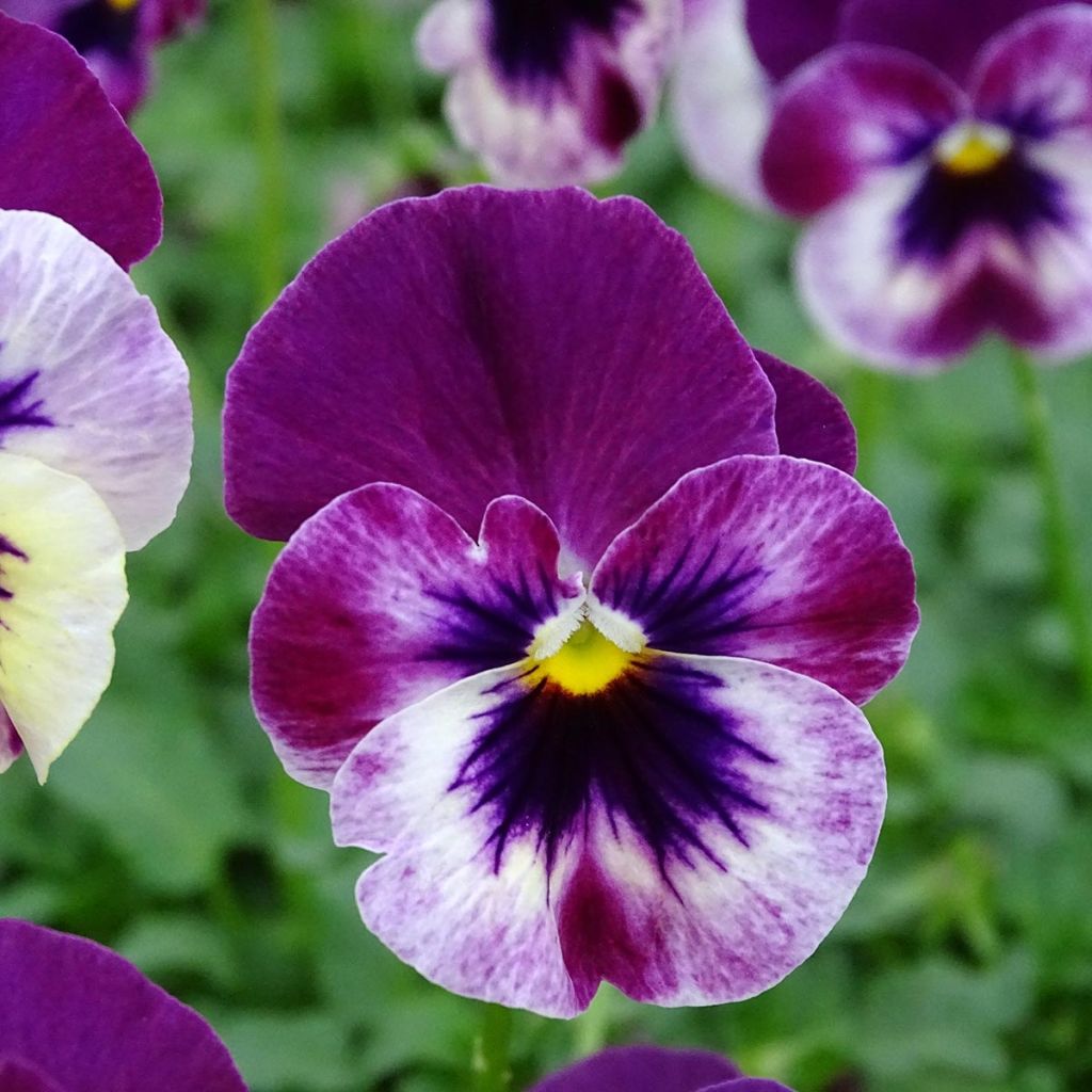 Amor-perfeito Cool Wave Raspberry - Viola hybrida