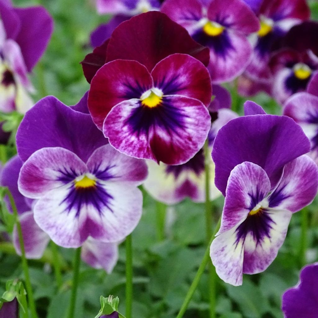 Amor-perfeito Cool Wave Raspberry - Viola hybrida