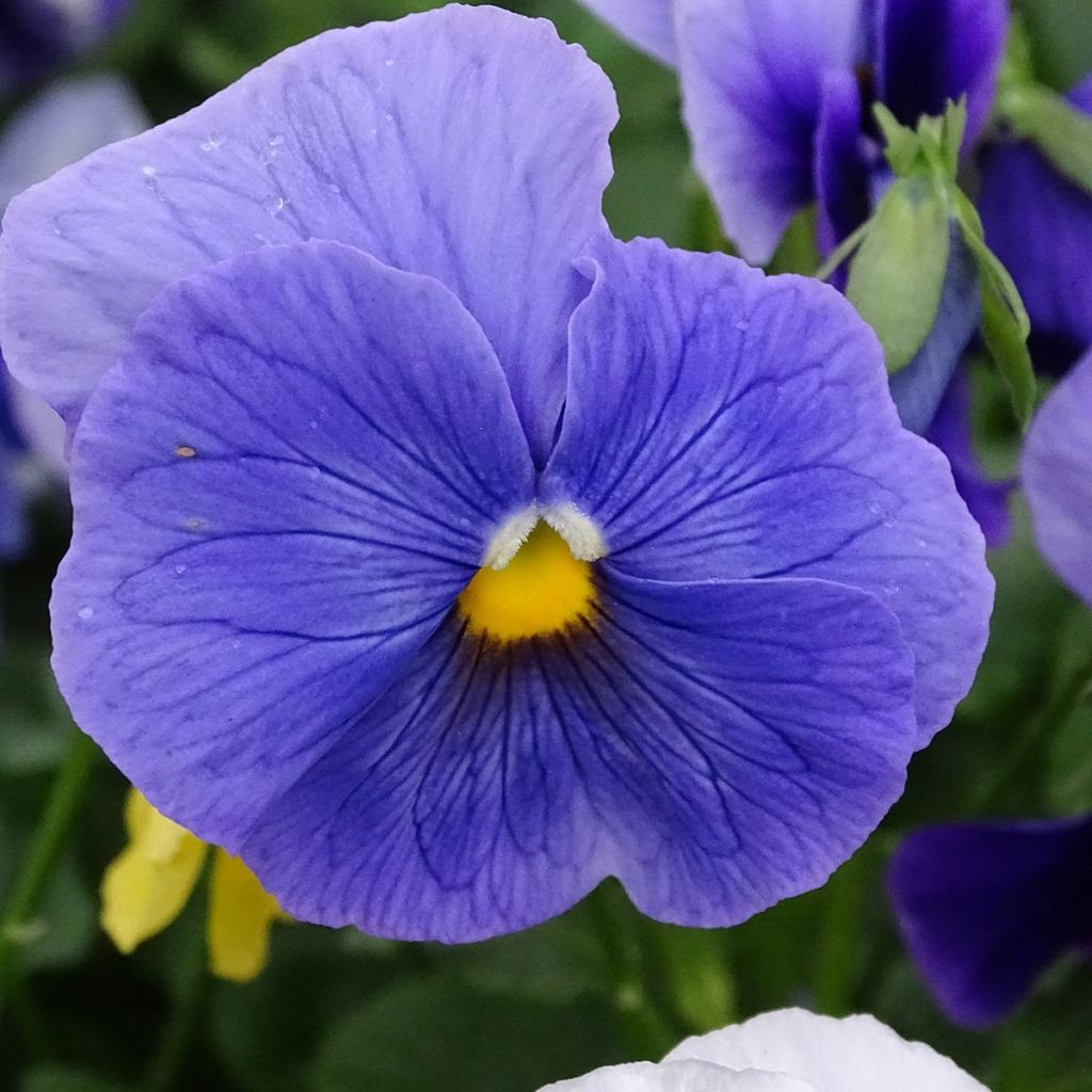 Amor-perfeito Prim'Up Ocean Mix - Viola x wittrockiana