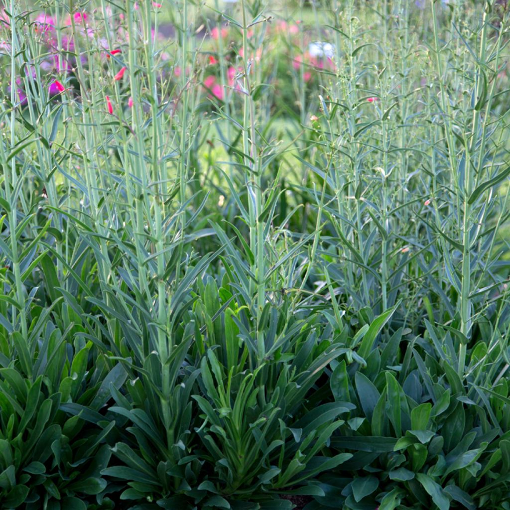 Penstemon barbatus Coccineus