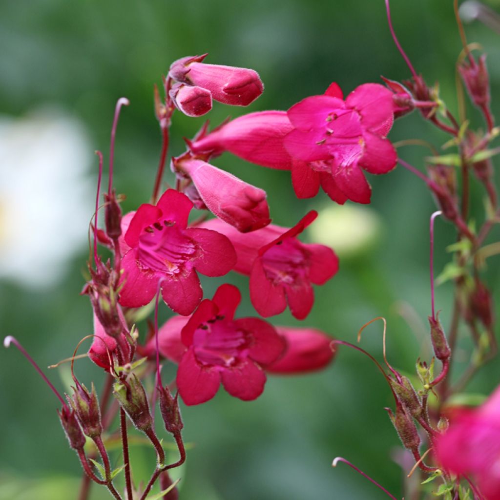 Penstemon × campanulatus Garnet