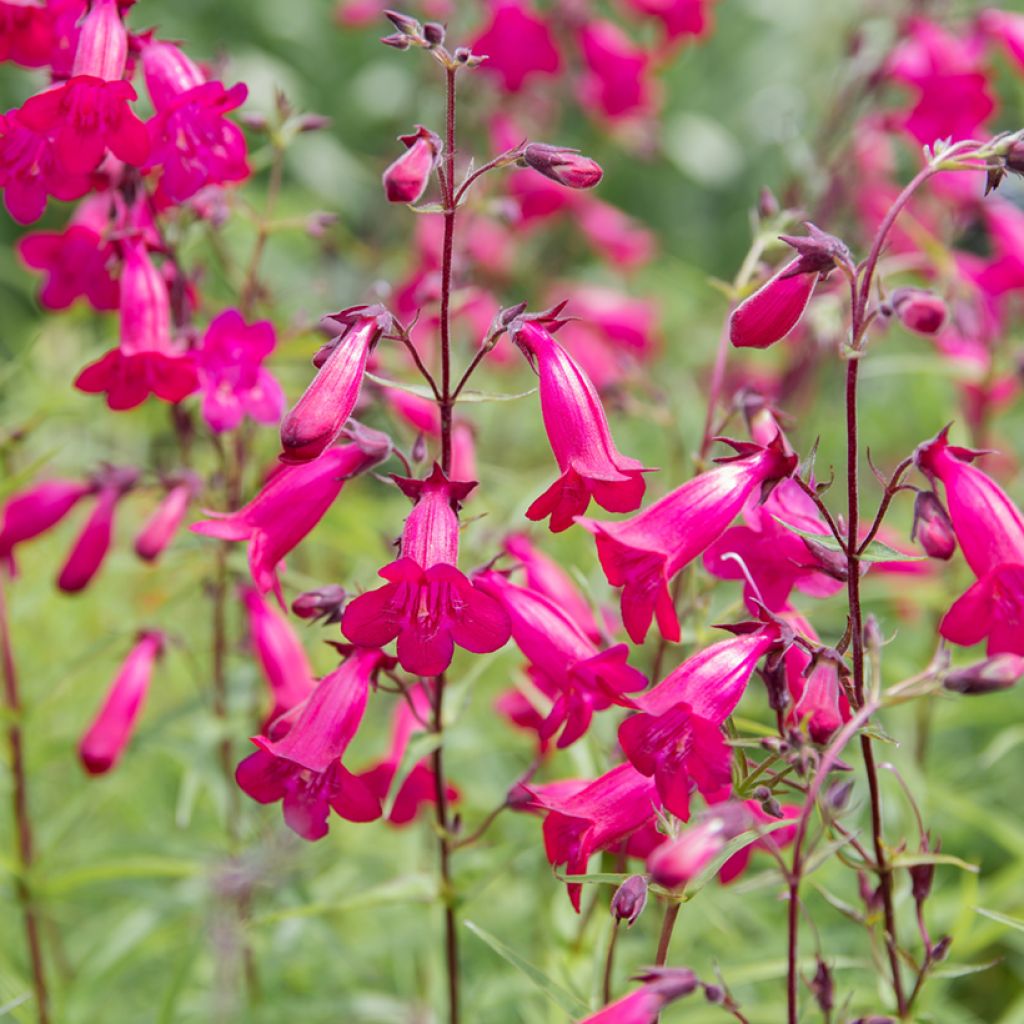 Penstemon × campanulatus Garnet
