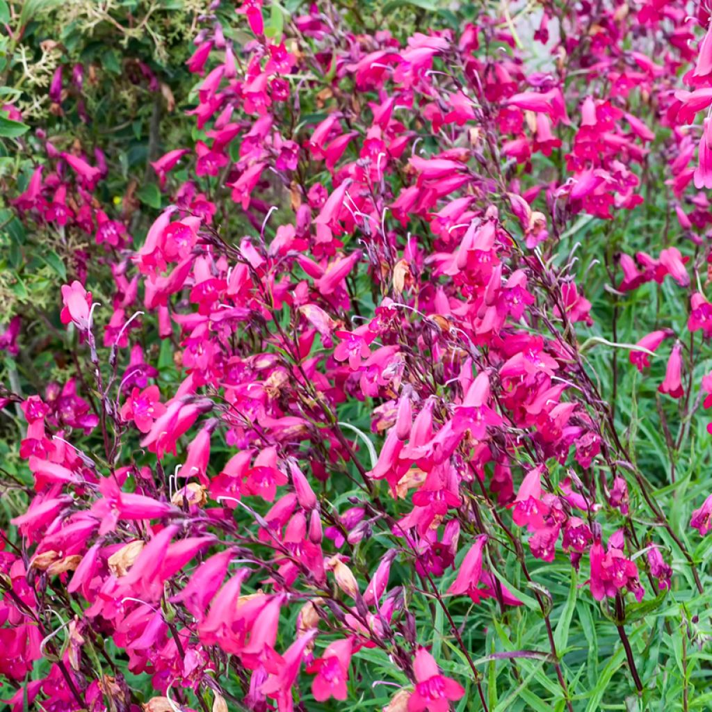 Penstemon × campanulatus Garnet