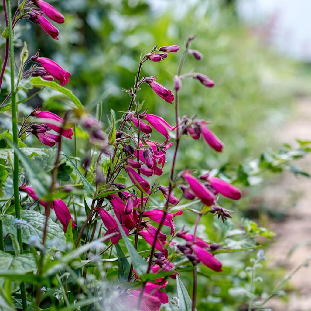 Penstemon × campanulatus Garnet