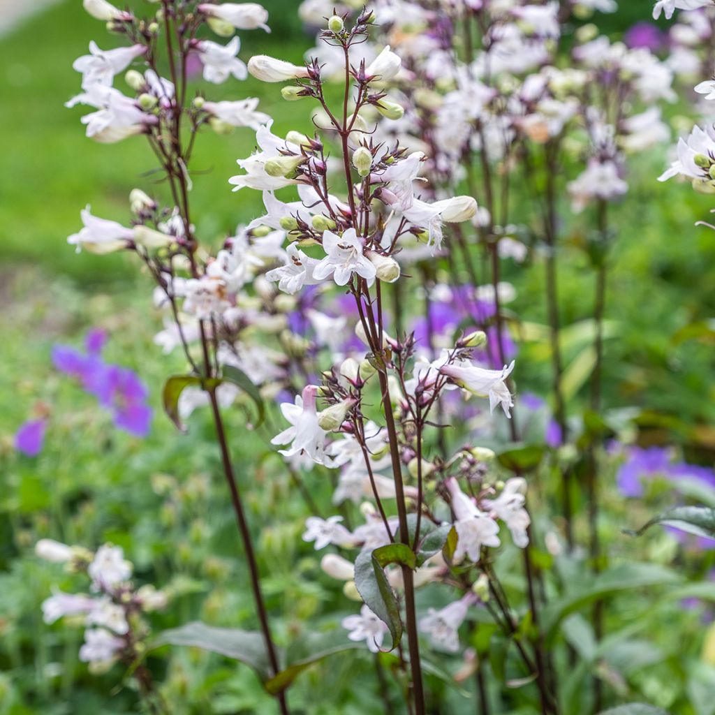 Penstemon digitalis Husker Red em sementes