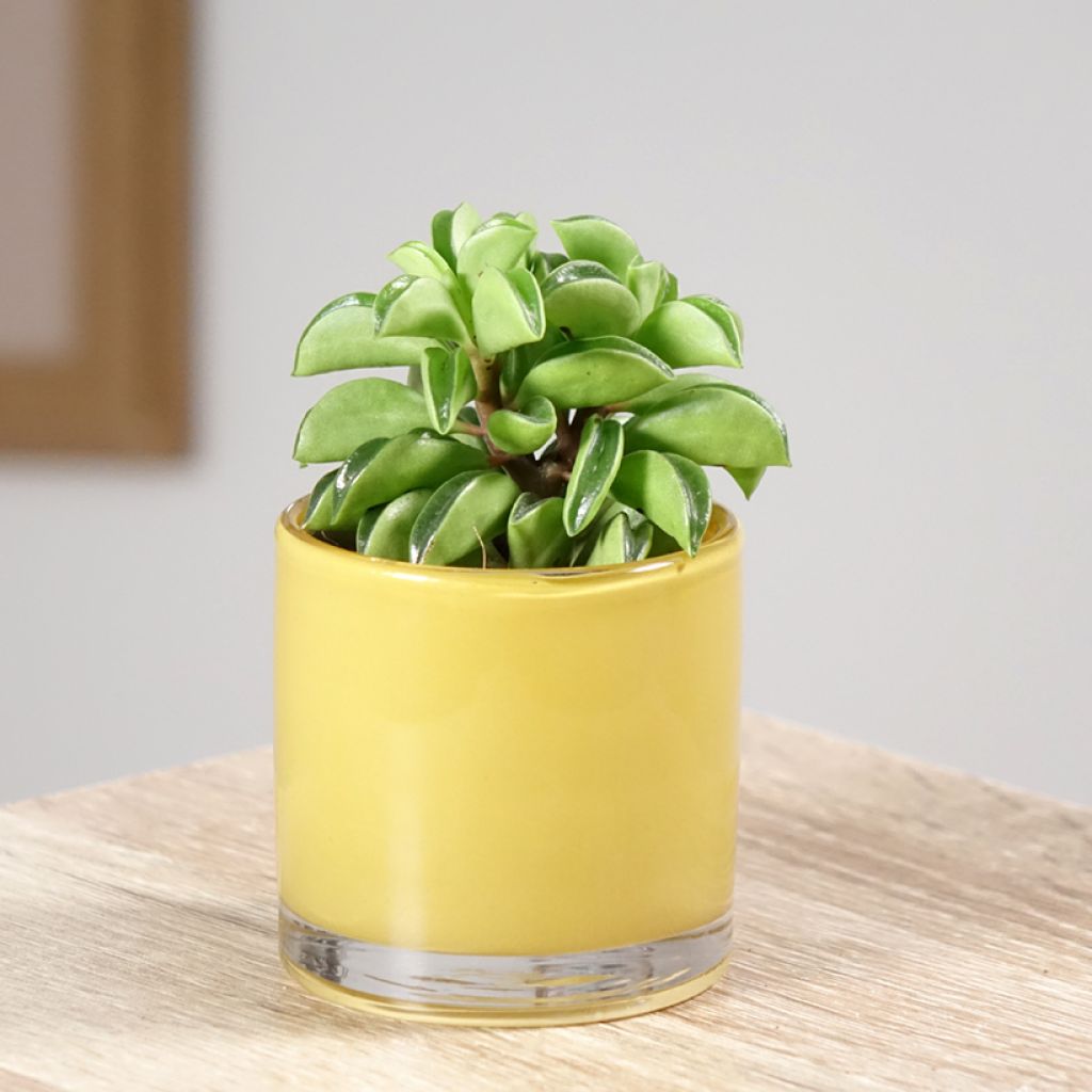 Peperómia dolabriformis Fire Sparks