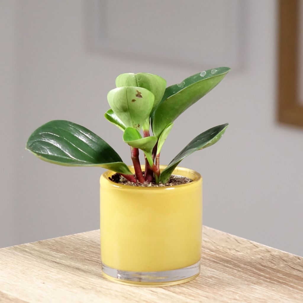 Peperómia obtusifolia Red Canyon