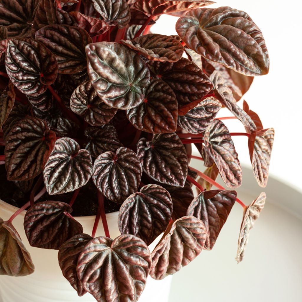 Peperómia caperata Luna