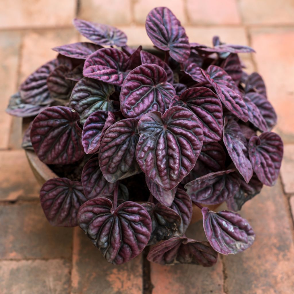 Peperómia caperata Luna