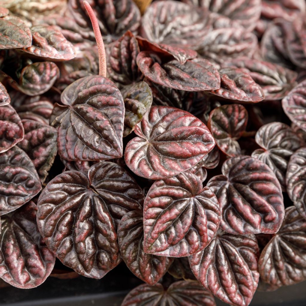 Peperómia caperata Luna