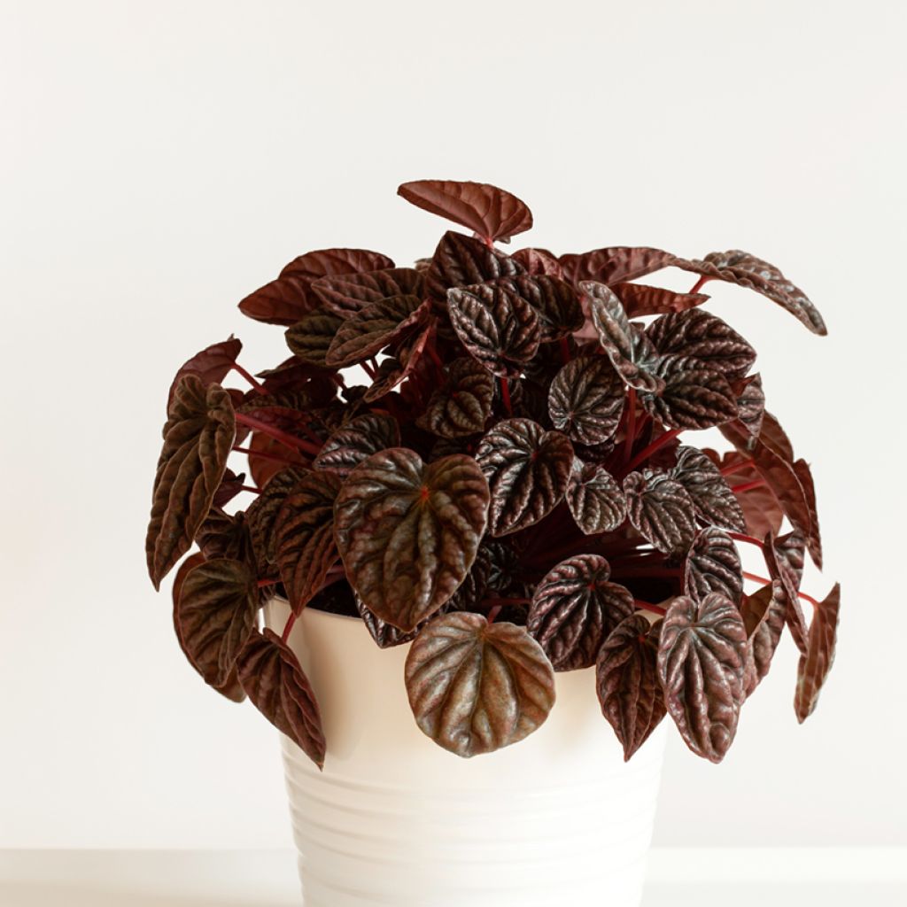 Peperómia caperata Luna