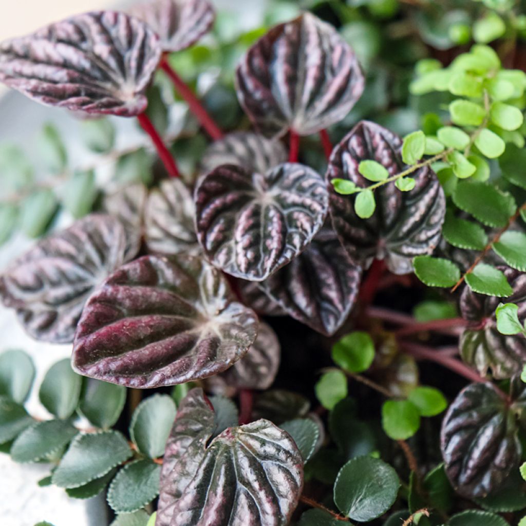 Peperómia caperata Montevideo