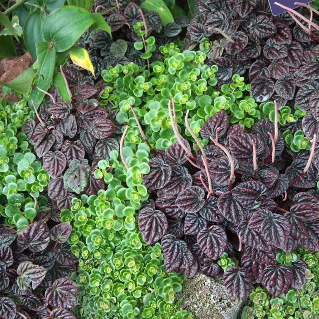 Peperómia caperata Montevideo