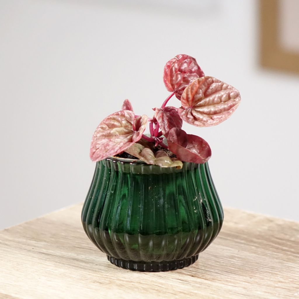 Peperómia caperata Quito