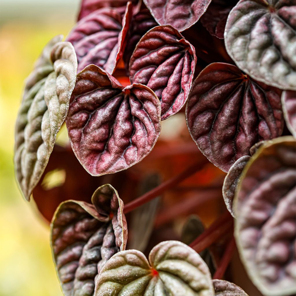 Peperómia caperata Quito