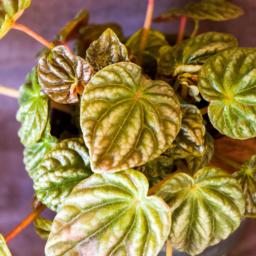 Peperómia caperata Quito