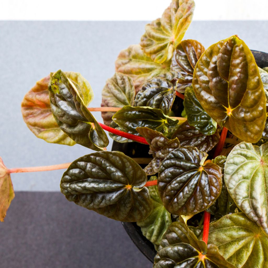 Peperómia caperata Quito