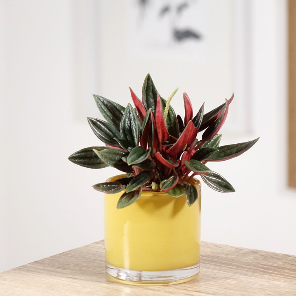 Peperómia caperata Rosso