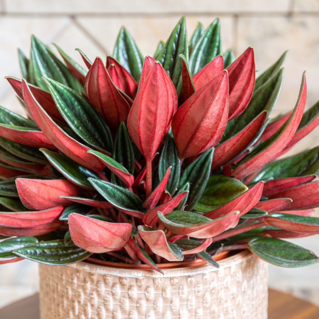 Peperómia caperata Rosso