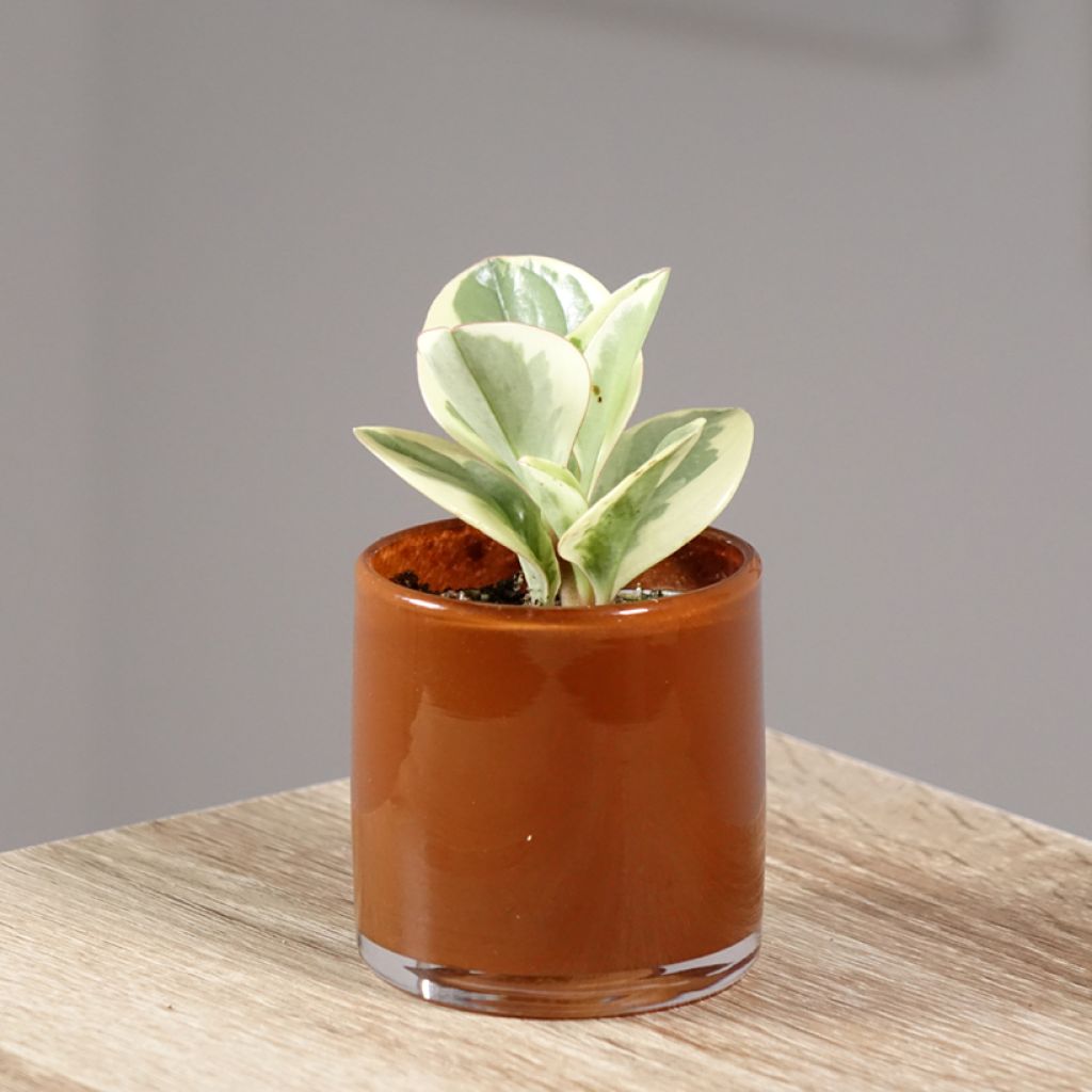 Peperómia obtusifolia Bicolor