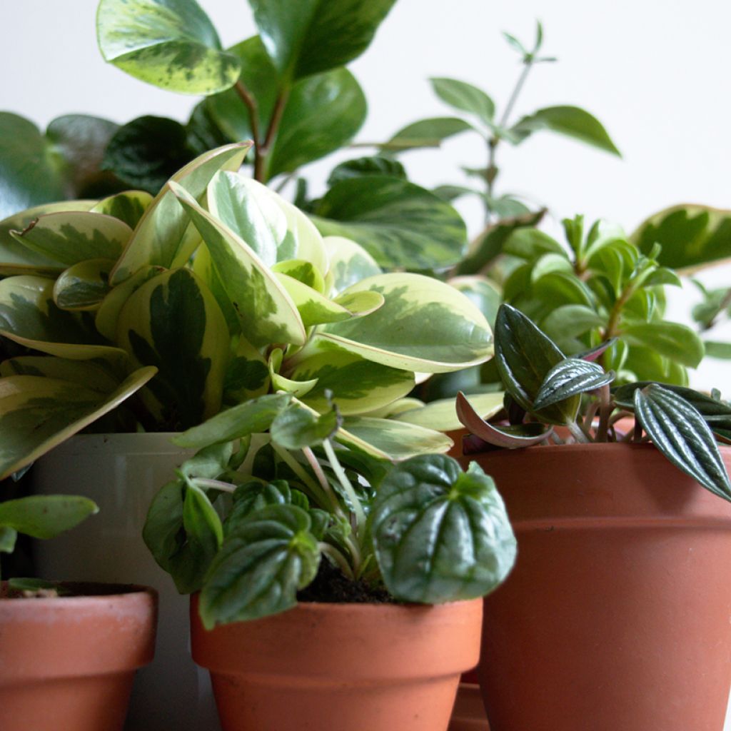 Peperómia obtusifolia Bicolor
