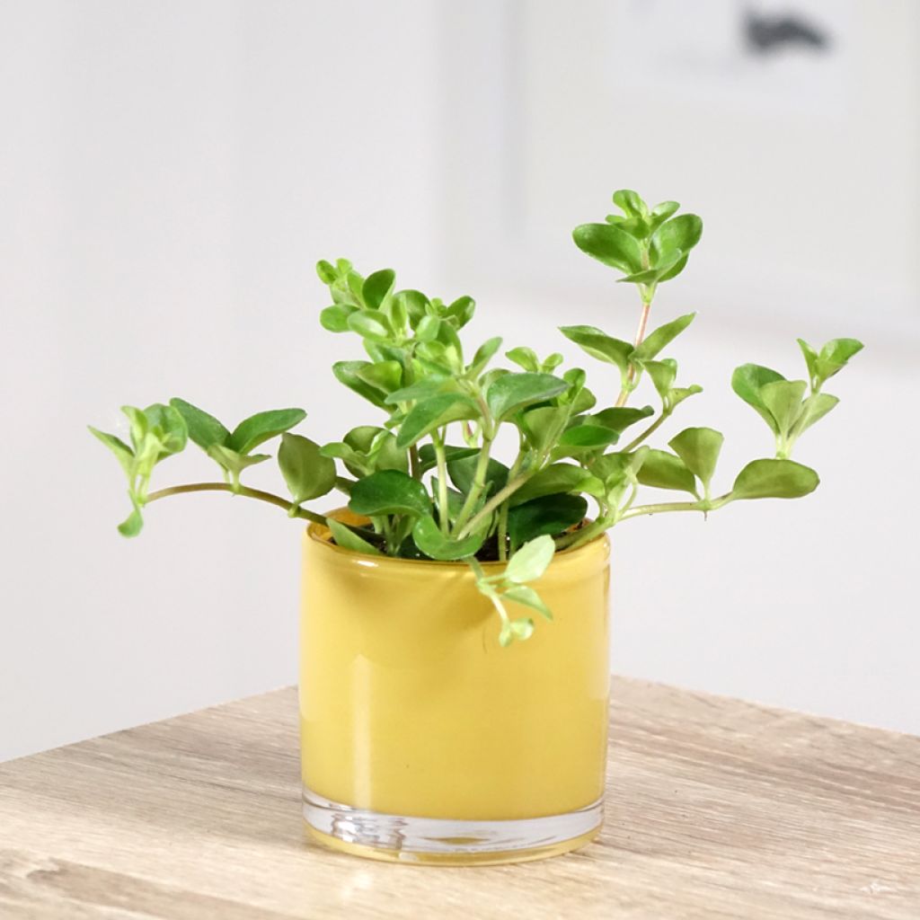 Peperómia rotundifolia