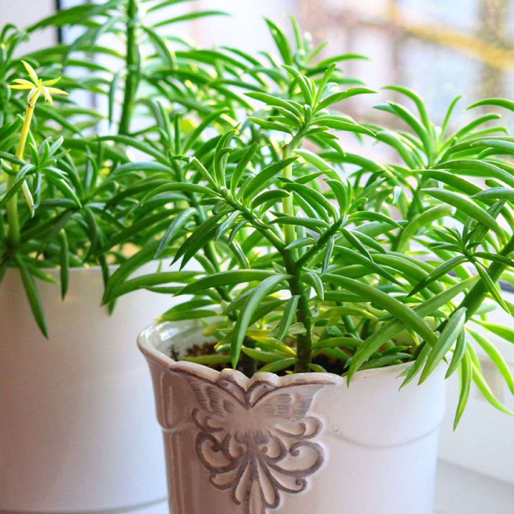 Peperómia ferreyrae Nevada