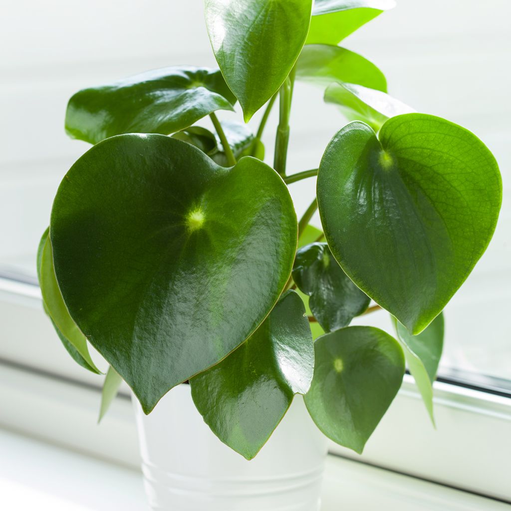 Peperomia arifolia