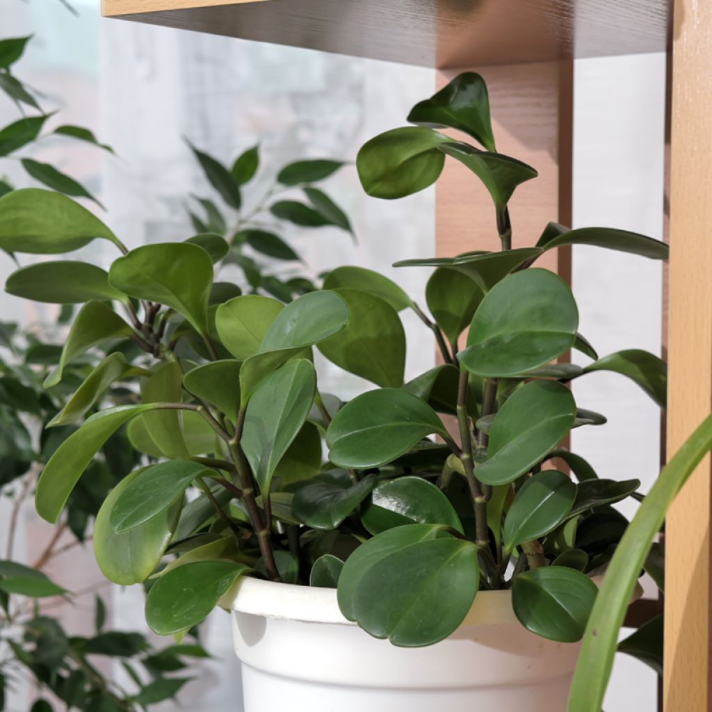 Peperómia obtusifolia Green