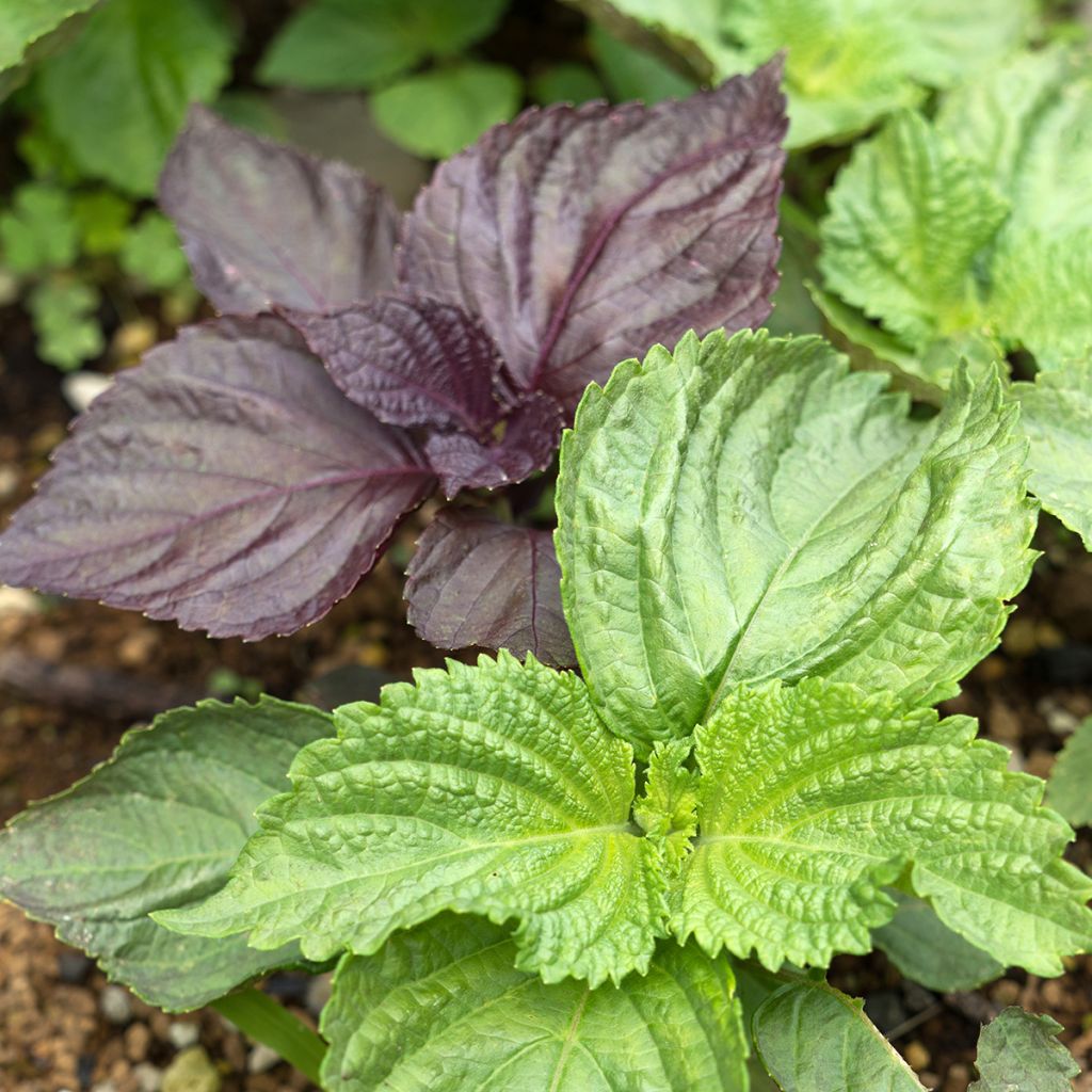 Perilla frutescens verde -  Shiso