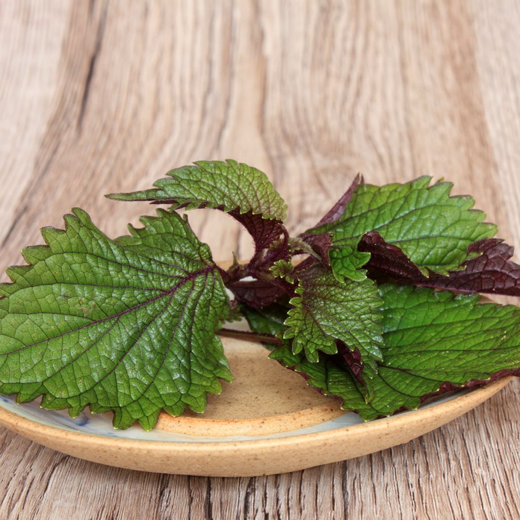 Perilla frutescens verde -  Shiso
