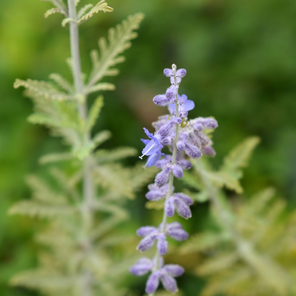 Perovskia atriplicifolia Blue Spire