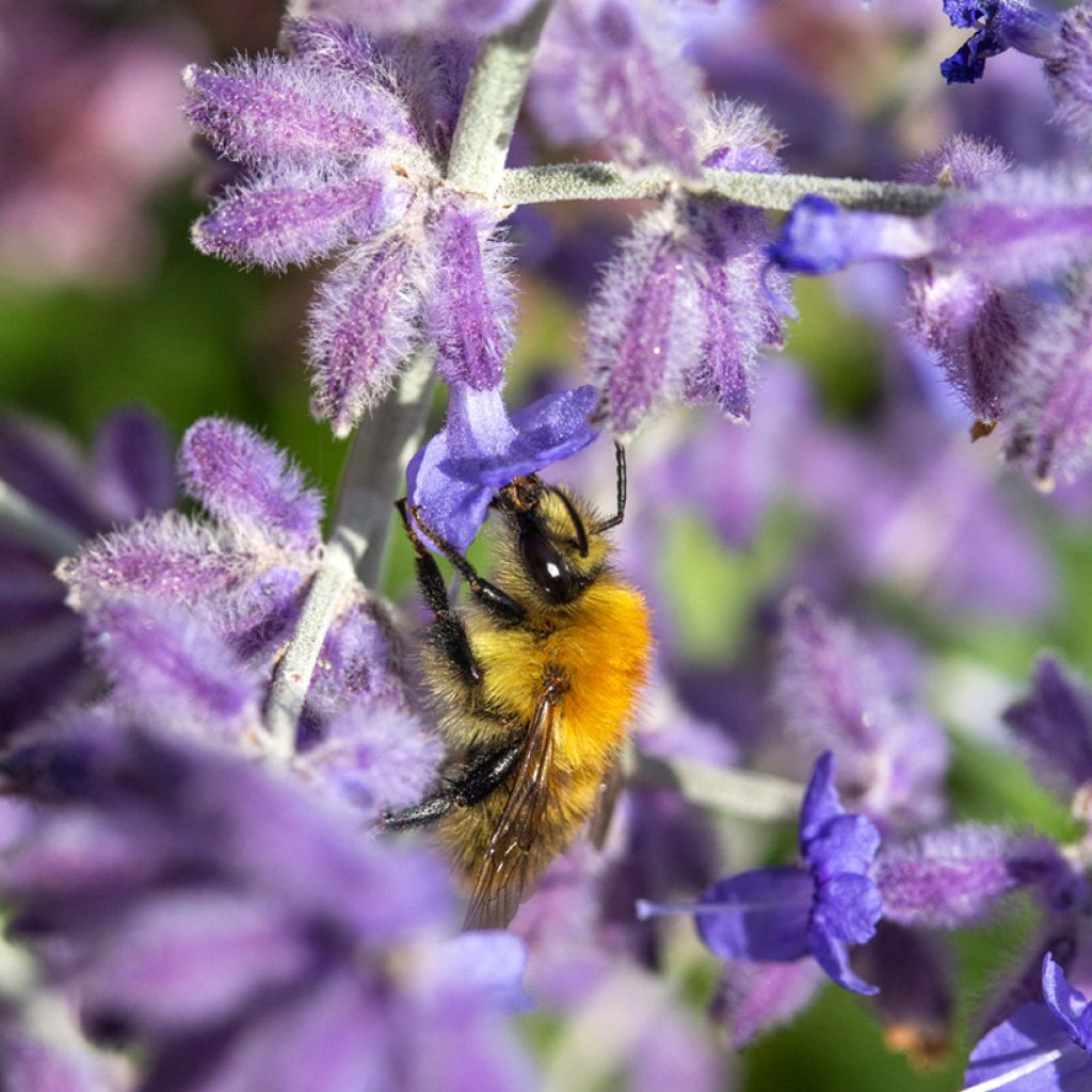 Perovskia atriplicifolia Blue Spire