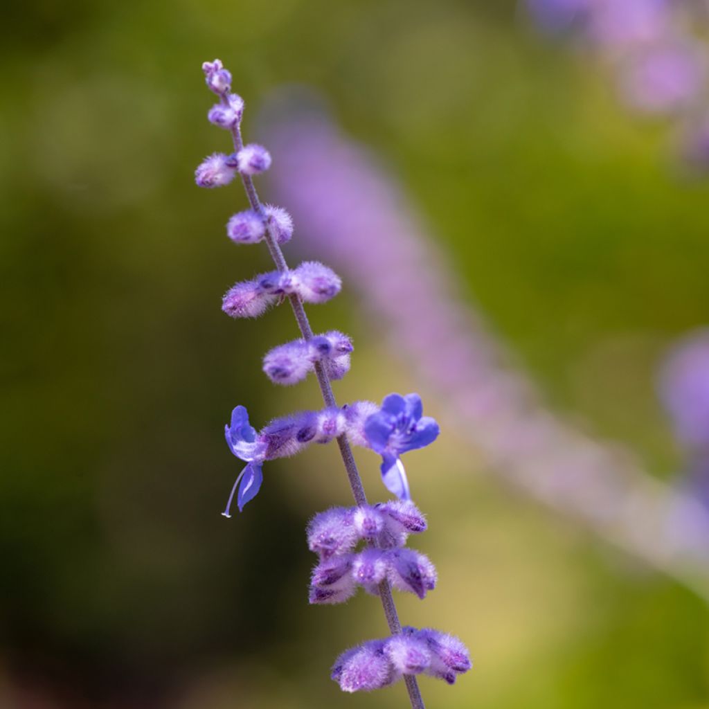 Perovskia atriplicifolia Blue Spire