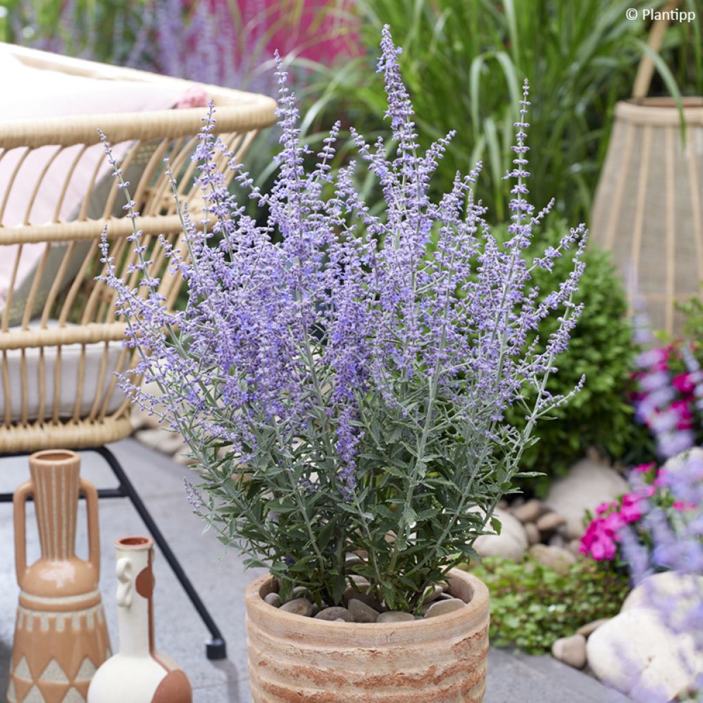 Perovskia atriplicifolia Prime Time