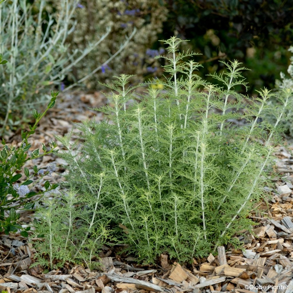 Perovskia atriplicifolia Feathery Blue - Sálvia-russa