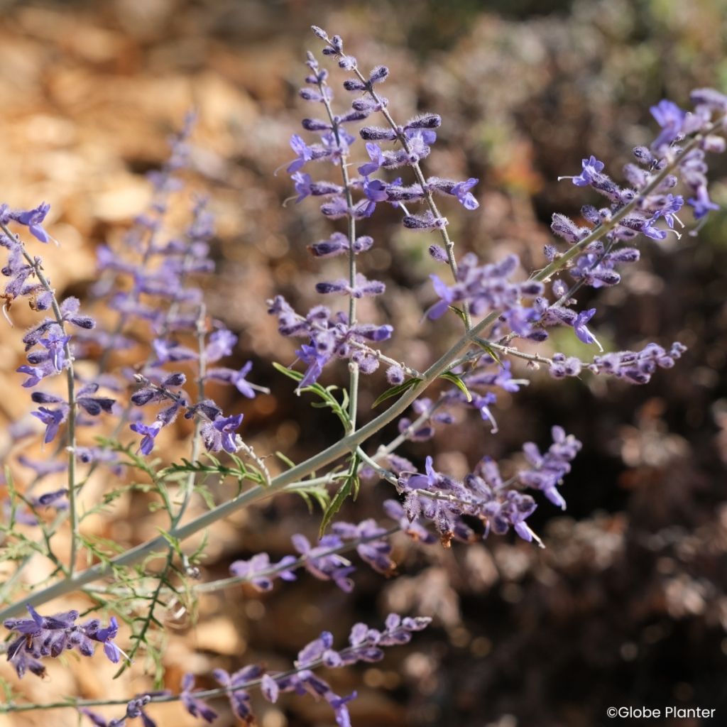 Perovskia atriplicifolia Feathery Blue - Sálvia-russa