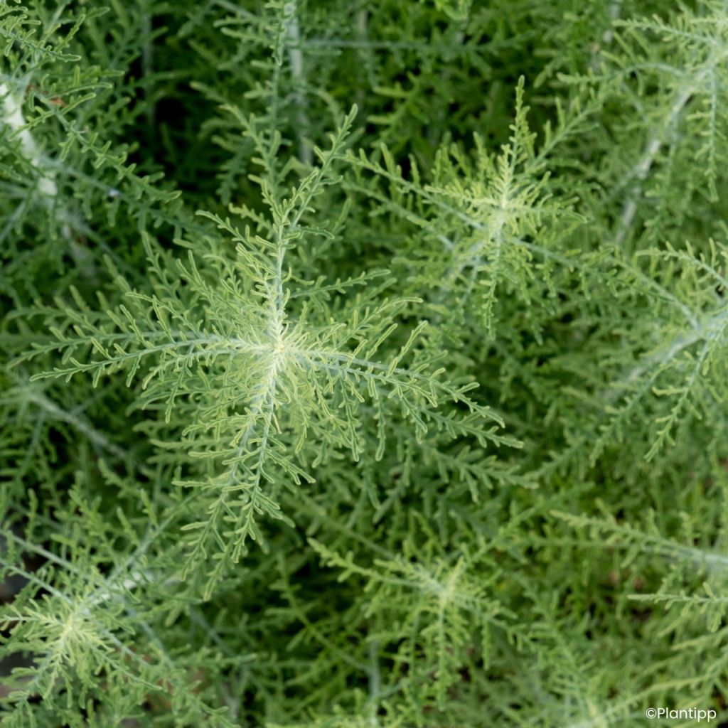 Perovskia atriplicifolia Feathery Blue - Sálvia-russa